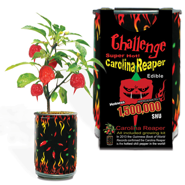 Chilli Pepper Growing Kit-Chocolat Carolina Reaper 