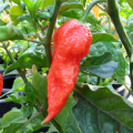 Bhut Jolokia