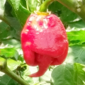 Carolina Reaper