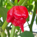 buy scorpion pepper