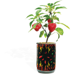 CARIBBEAN-RED-HABANERO