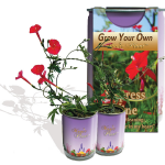 Cypress Vine Growing kit