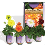 Dahlia Growing kit