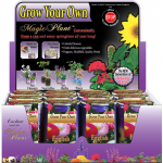 English Daisy Growing kit