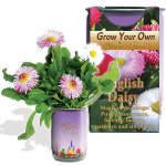 English Daisy Growing kit