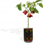 FRIAR’S-HAT-PEPPER