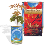 Maple Tree Growing Kit