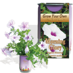 Morning Glory Growing kit