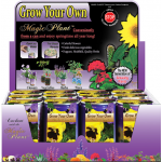 Pansy Growing kit