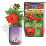 Zinnia Elegans Growing Kit