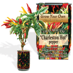 Charleston Hot Pepper Growing kit