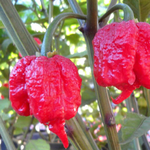 Carolina Reaper Pepper