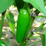 Dried whole pods green Jalapeno