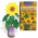 Sunflower Growing Kit