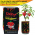 Red Scotch Bonnet