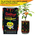 Yellow Scotch Bonnet