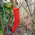 Guajillo Pepper