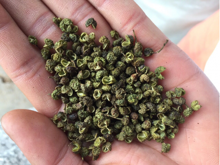 Sansho Pepper