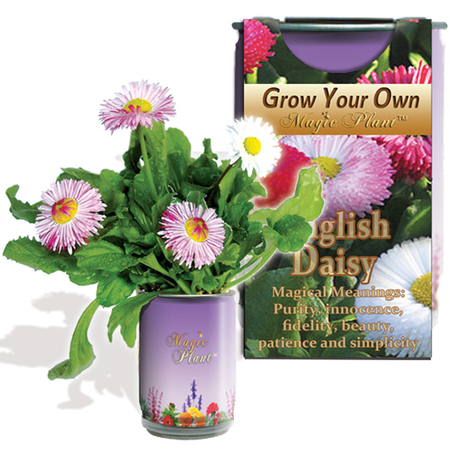 English Daisy Growing kit