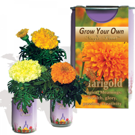 Marigold Growing kit