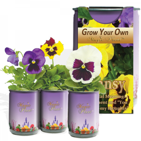 Pansy Growing Kit