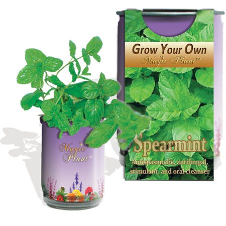 Spearmint Growing kit