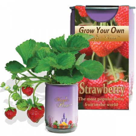 Strawberry Growing kit