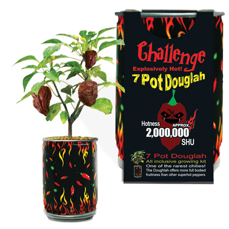 7 Pot Douglah | 7 Pod Douglah | Chocolate 7 Pod