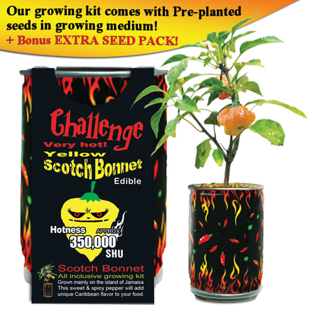 Yellow Scotch Bonnet