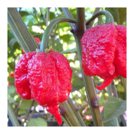 Carolina Reaper Pepper