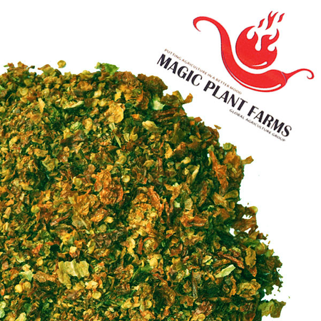 Green Ghost Chili Pepper