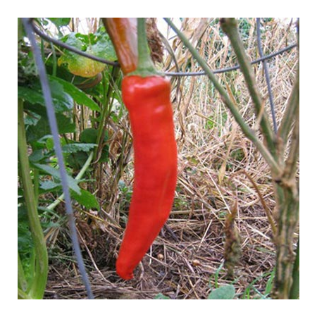 Guajillo Pepper