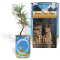 Pine Tree Growing Kit