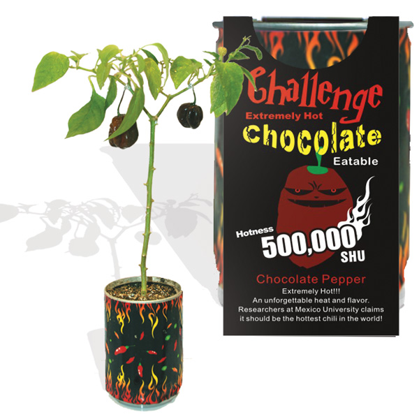 Chocolate Pepper Growing kit Chocolate Habanero Growing Kit