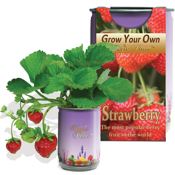 Strawberry Growing Kit