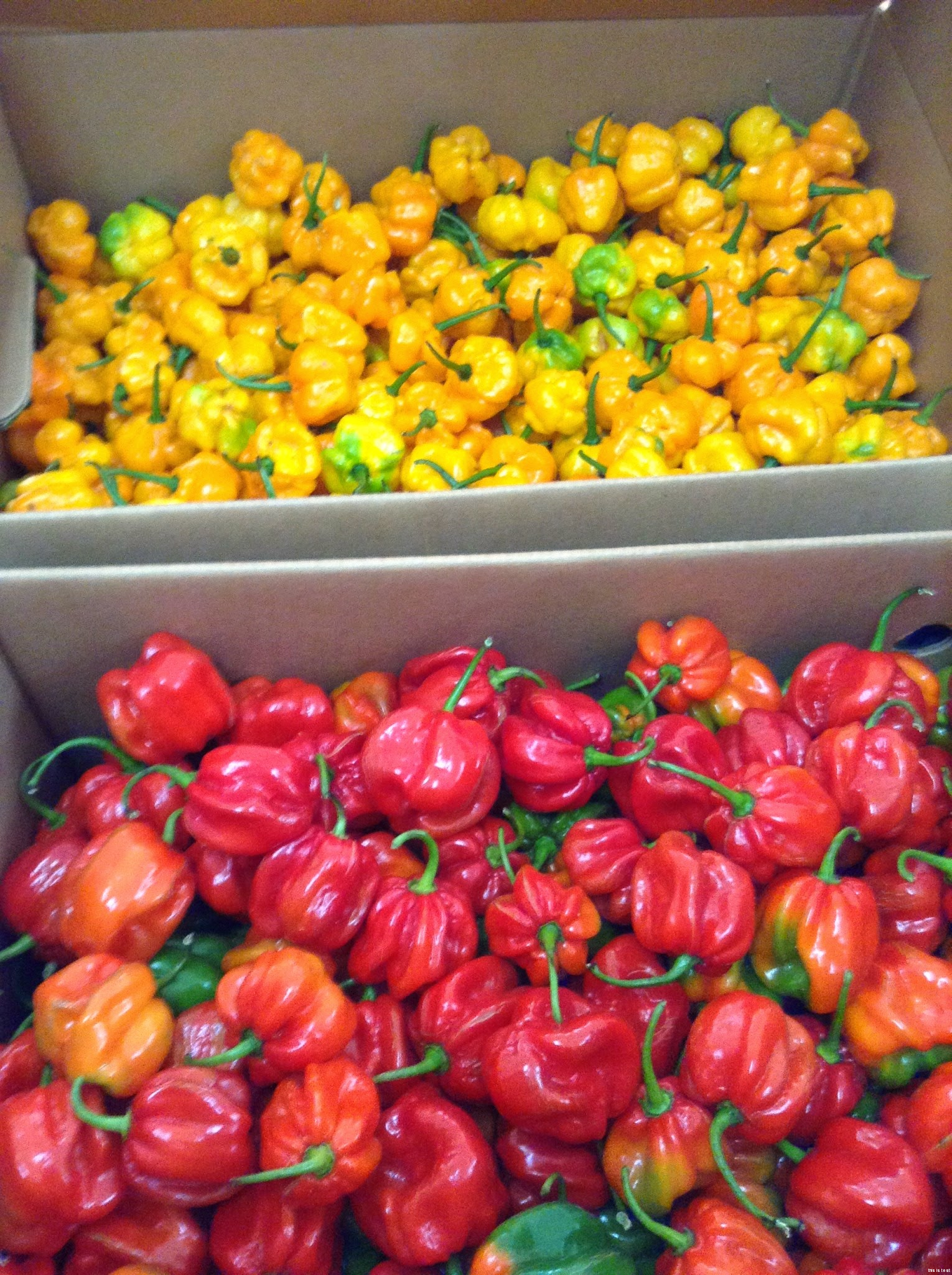 Red Habanero Puree 55 Gallon Drum Red Habanero Paste